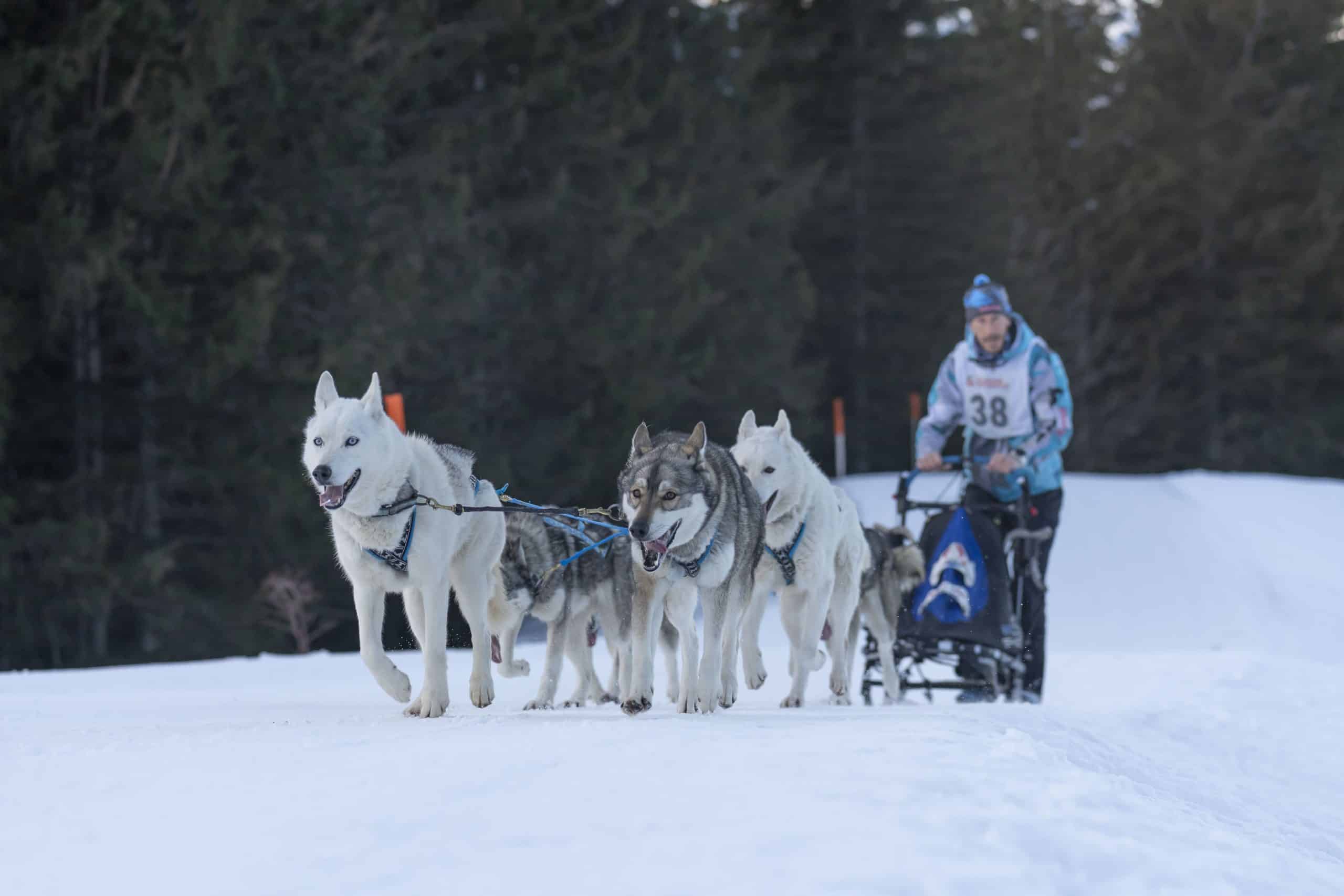 Les chiens peuvent-ils progresser en course à pied ?