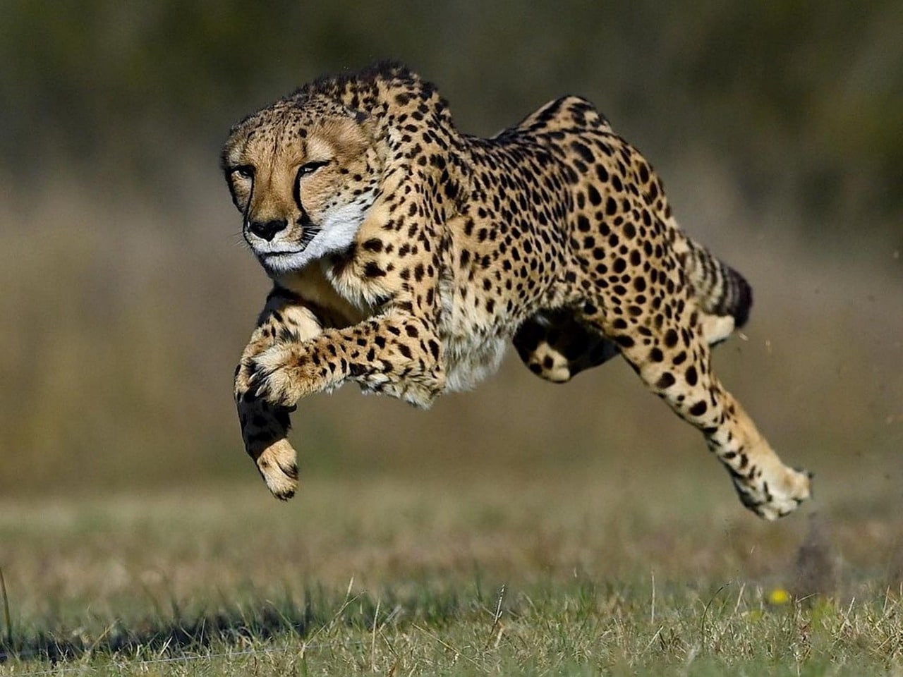 Quels sont les animaux les plus rapides ?